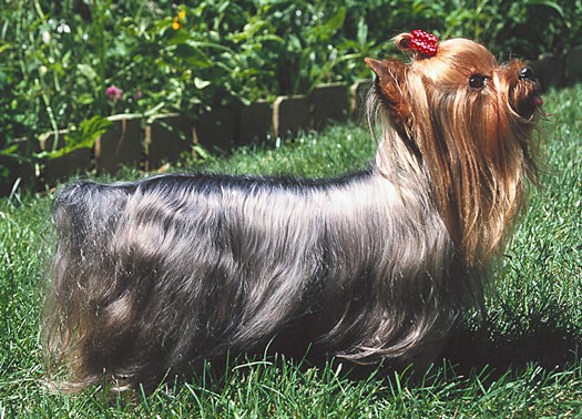 Knowing What An Ideal Yorkshire Terrier Looks Like Dummies