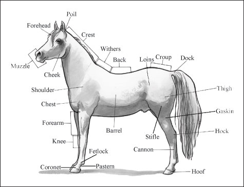 Identifying Horse Parts and Markings - dummies