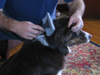 How To Brush Your Dog - Dummies