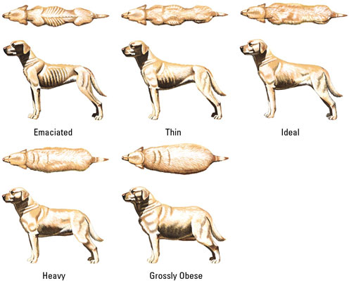 Is Your Dog Overweight: Signs, Symptoms & What to Do