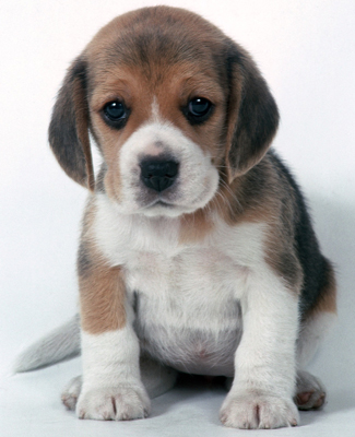 a beagle puppy