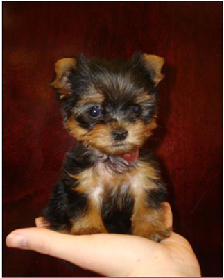 small yorkshire terrier