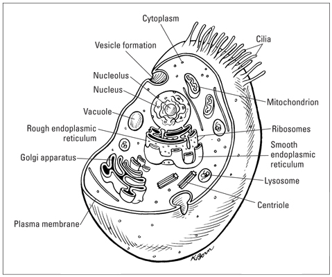 smooth endoplasmic reticulum animal cell
