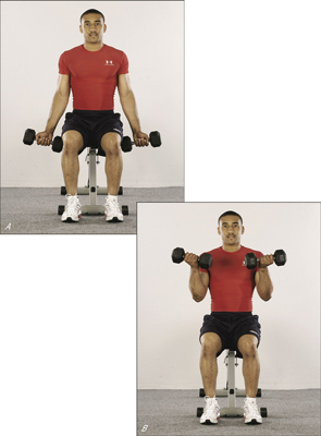 How to Tone Up Your Biceps with Seated Curls - dummies