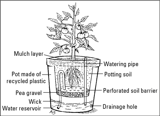 A tomato plant potted in a self-watering container.