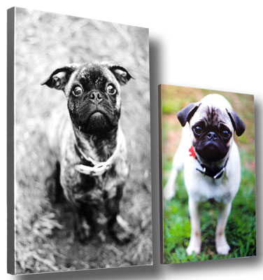 How to Print Your Dog Photos - dummies