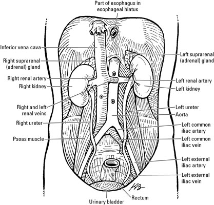 How The Urinary System Removes Waste Dummies