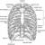 Bones and Joints in the Thoracic Region - dummies