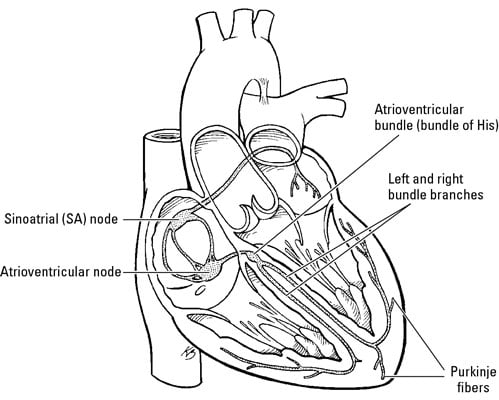 The Physiology of the Human Heart - dummies