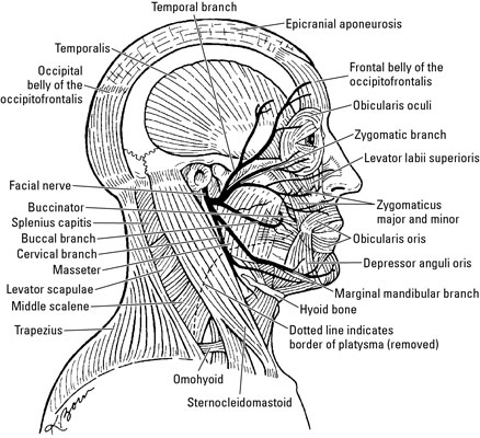 Muscles of the Face - dummies