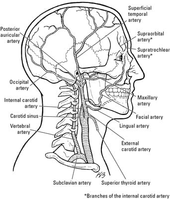 The Anterior Triangle of the Neck - dummies