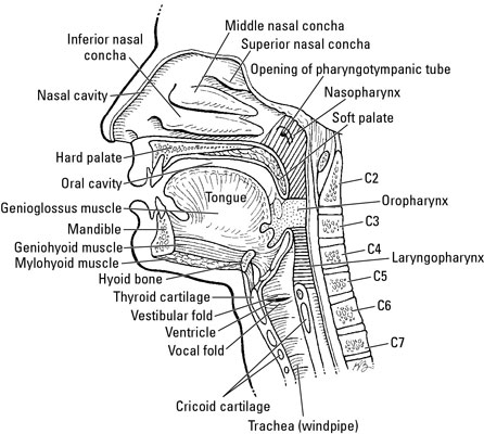 Pharynx Larynx Trachea Anatomy