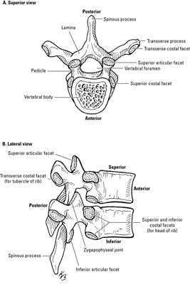 How the Vertebrae Are Grouped - dummies