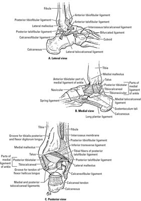 Bones in the Foot and Ankle - dummies