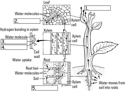 capillary action in plants diagram