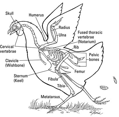 The Skeleton of a Chicken - dummies