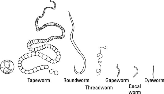 worms chickens chicken parasitic poultry parasites internal common worm types different poop eggs health dummies affect intestinal roundworm diagram kinds
