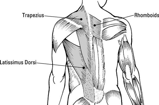 Upper Back Muscle Basics Dummies