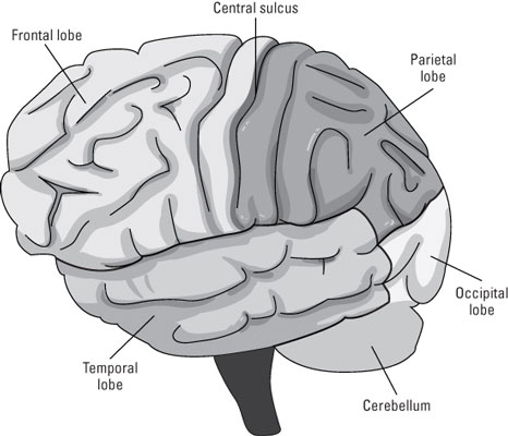 The neocortex.