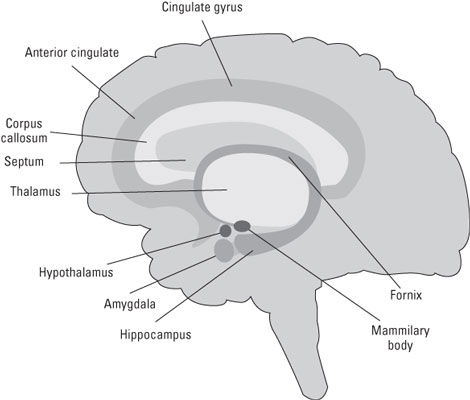 The thalamus and the limbic system.
