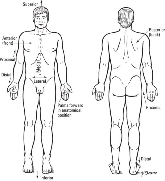 Anatomical Terms Labeling