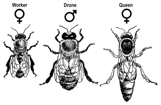 queen honey bee illustration