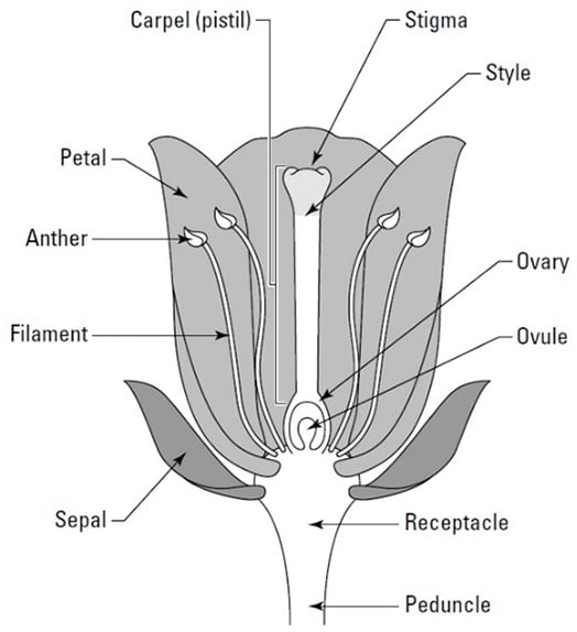 illustration showing parts of a flower: carpel (pistil), stigma, style, ovary, ovule, receptacle, peduncle, sepal, filament, anther, petal