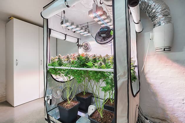 How to Grow Cannabis Indoors: Initial Setup - dummies