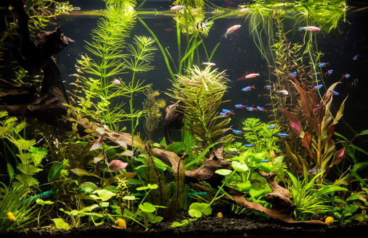 How to Choose and Feed Freshwater Aquarium Fish - Aquarium Connection