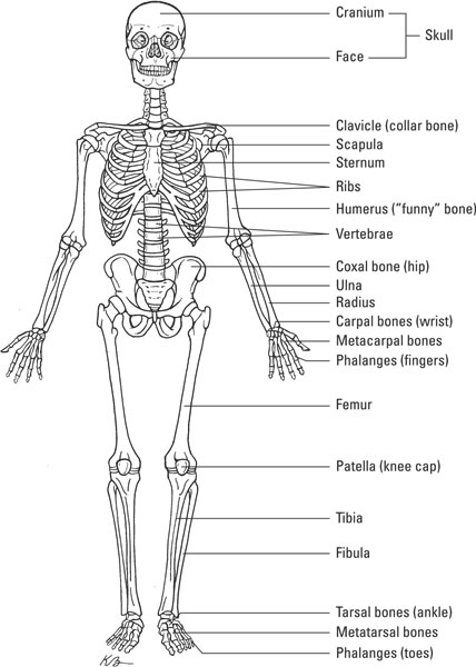 A picture of the skeletal system