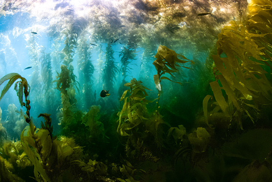 Seagrass meadows: oases of life