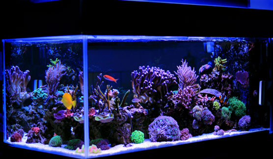 saltwater reef tank